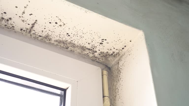 Best Black Mold Removal  in Timpson, TX